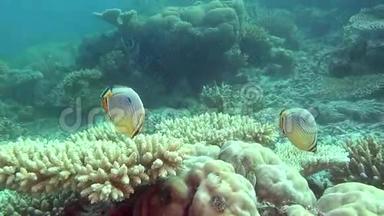 马尔代夫海底清澈海底背景下的天使鱼。